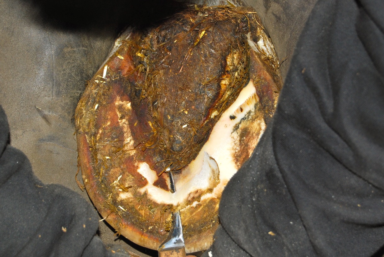 billedet forestiller en hov der er angrebet af hovkræft